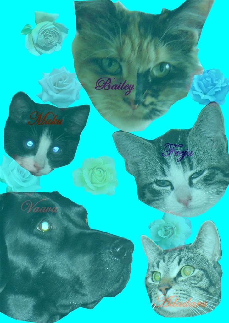 Fjolle billede 10