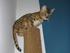 Cat Deco