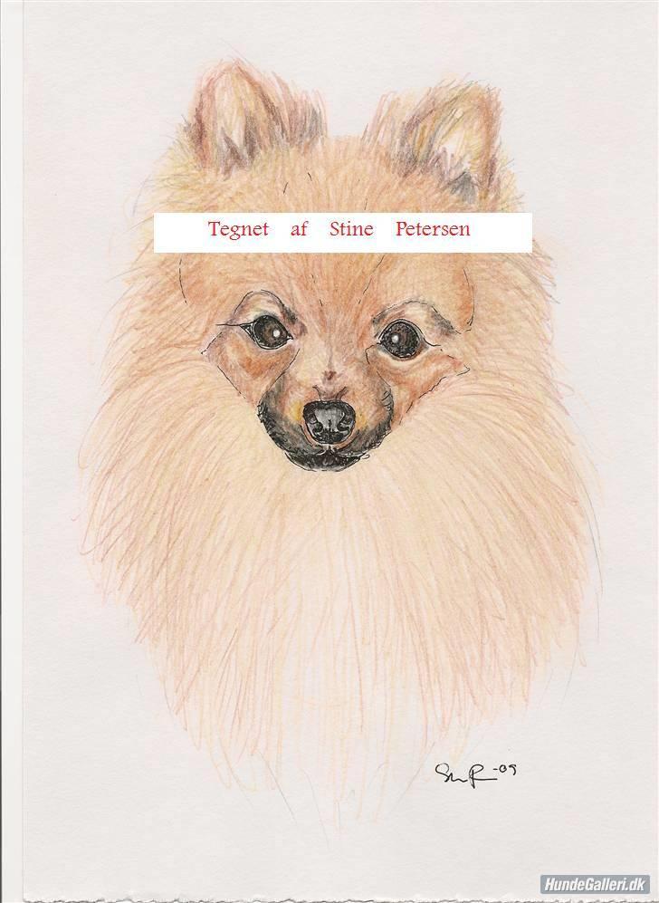 Tegninger af andres hunde jeg har tegnet  - Pomeranian billede 10