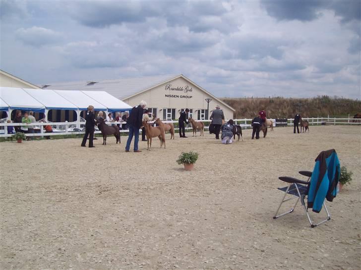 Vores tur til Rosenkilde Gods idag  - Stævne for minua<ture heste på Rosenkilde Gods ,Rideklub billede 1