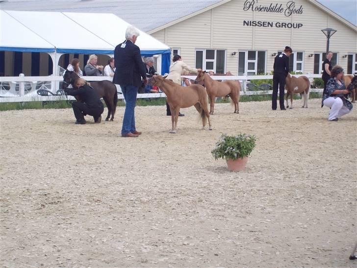 Vores tur til Rosenkilde Gods idag  billede 2