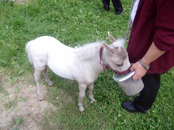 Vores tur til Rosenkilde Gods idag  - Her er jeg blevet sulten billede 16