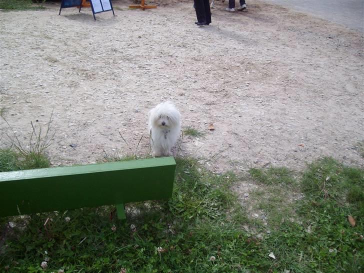 Vores tur til Rosenkilde Gods idag  - Jeg kan ikke springe eller trave .men jeg fik lov til at komme med alligevel billede 20