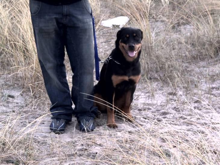 Vores hunde ( også dem der er døde)  - Vores smukke Paya billede 0