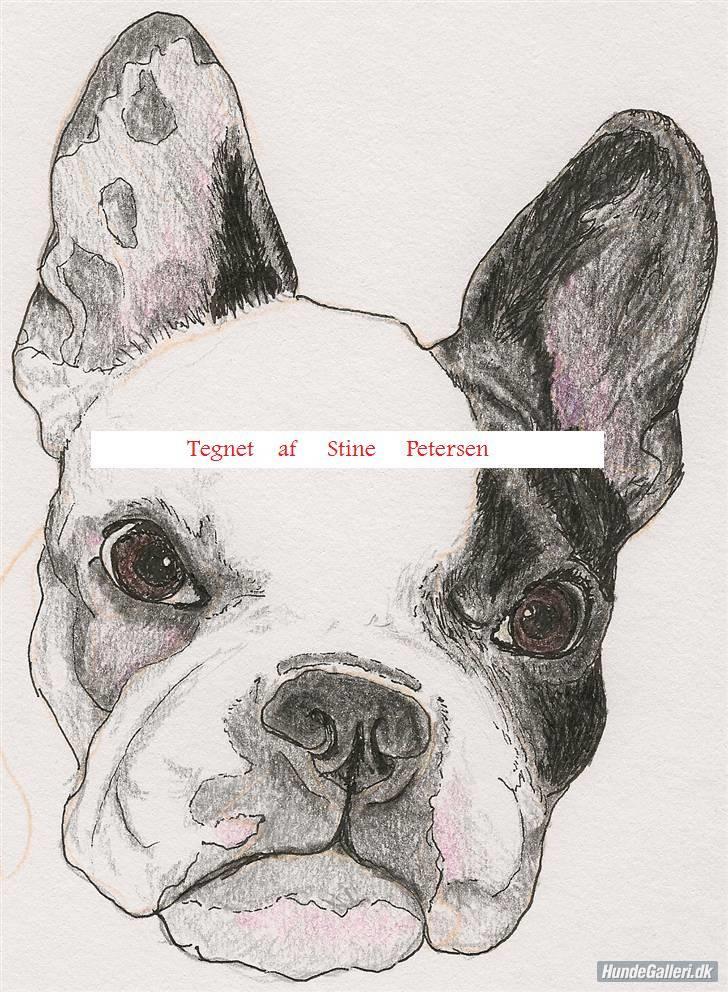 Tegninger af andres hunde jeg har Tegninger - Fotos fra Stine P
