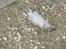 Mine katte fanger rotter 