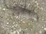 Mine katte fanger rotter 