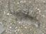 Mine katte fanger rotter 