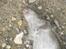 Mine katte fanger rotter 