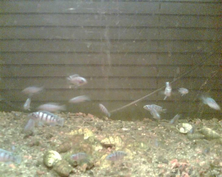 Vores akvarier med malawier. - Malawi unger/lombadoi billede 11