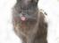 Billeder jeg har lavet - Team-cats h´s shanti