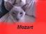 Billeder jeg har lavet - Maria m ´s mozart