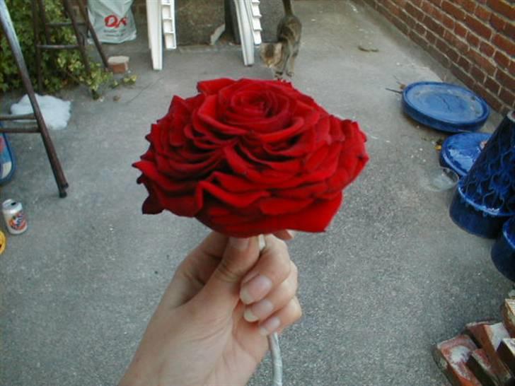 Blomster jeg har lavet. - Stiftet rose. billede 21