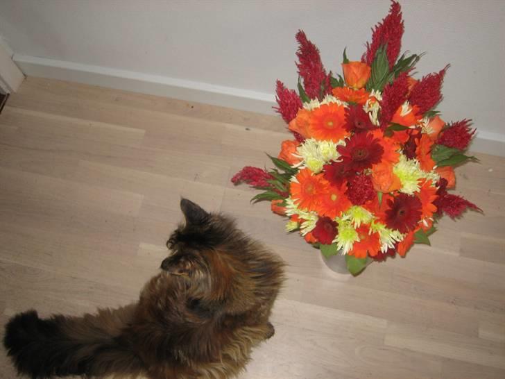 Blomster jeg har lavet. billede 65