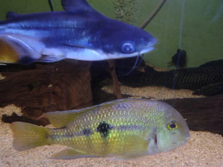 Mit nye 530L akvarie - De nye fisk vi har købt hjem til baljen... billede 22