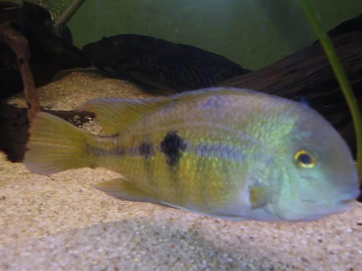 Mit nye 530L akvarie billede 25
