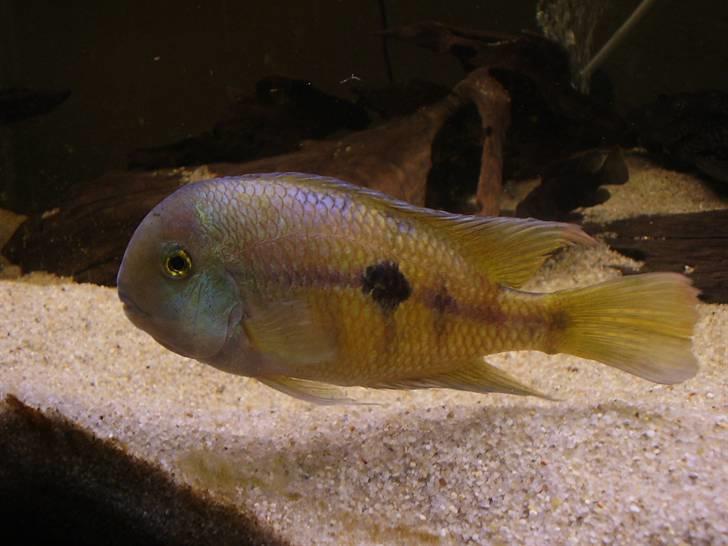 Mit nye 530L akvarie billede 26
