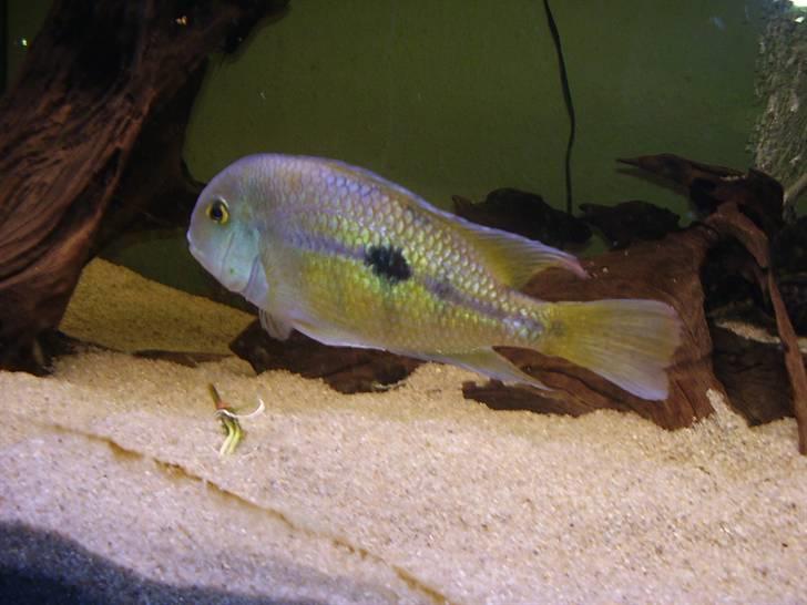 Mit nye 530L akvarie billede 28