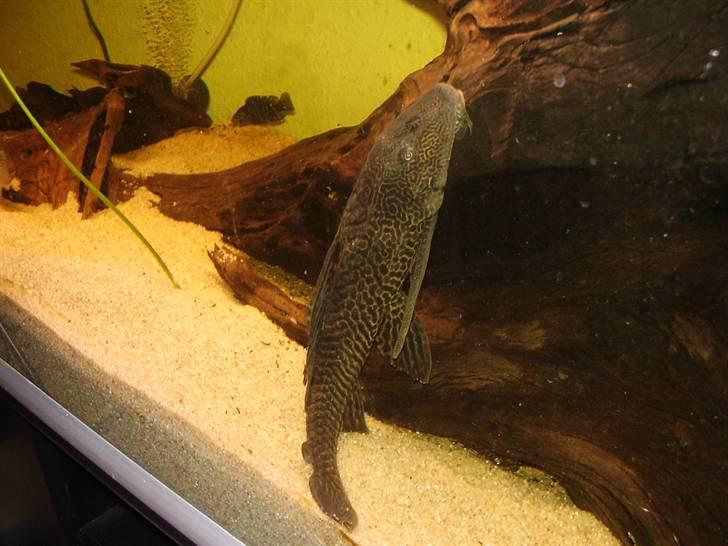 Mit nye 530L akvarie - Ny kæmpe malle han er ca. 40 cm billede 30