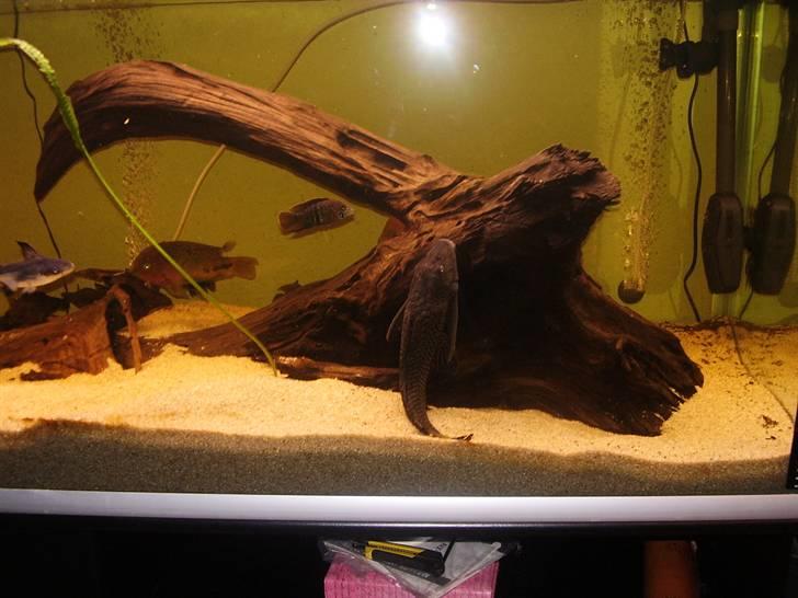 Mit nye 530L akvarie billede 31