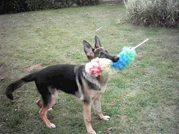 Min schæferhund billede 3