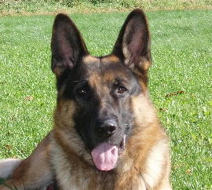 Min schæferhund billede 4