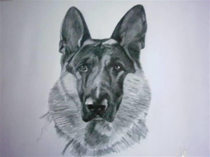 Min schæferhund billede 7