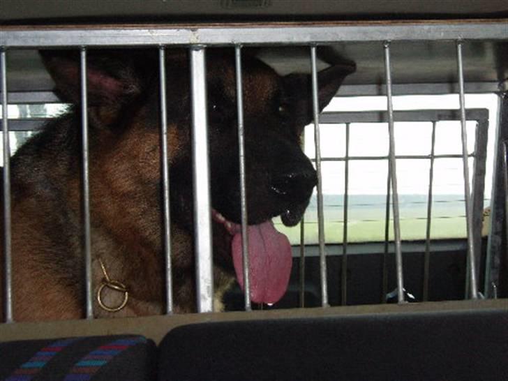 Min schæferhund billede 8