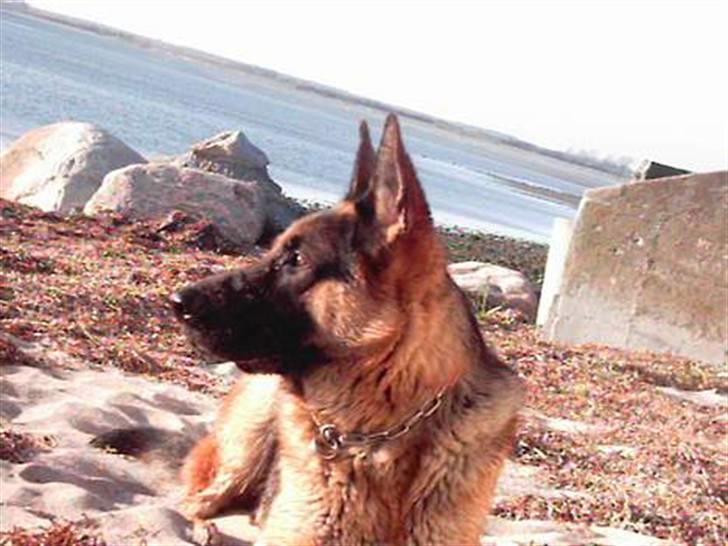 Min schæferhund billede 10