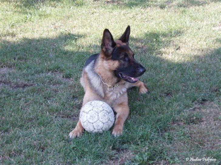 Min schæferhund billede 11