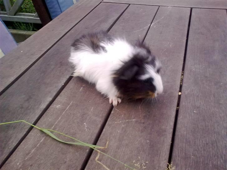 Alle mine marsvin. - Mulles unge billede 7