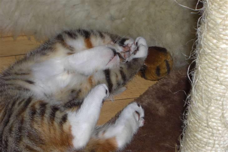 Katten efter musen - Katja fanger lige sin yndlingsbold på den mest charmerende vis billede 5