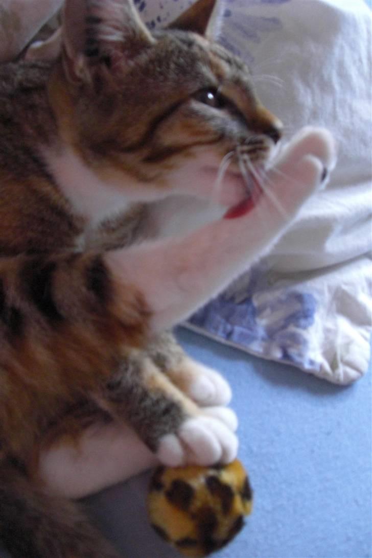 Katten efter musen - Selvom man har gang i en god leg er det også vigtigt med hygieine! billede 10