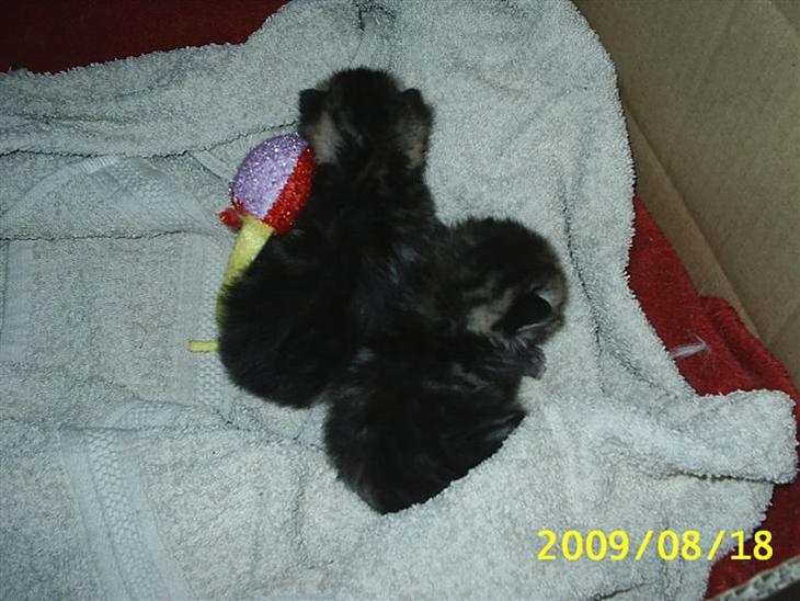 {{currentPhoto.altText}} billede {{currentPhoto.number}}