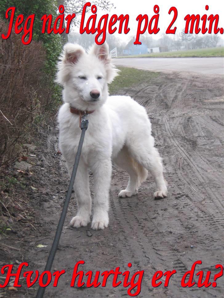 Billedleg og tegninger :) - Mine forældres hund. billede 14