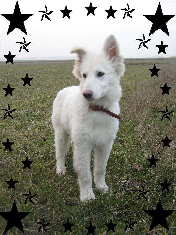 Billedleg og tegninger :) - Igen mine forældres hund. billede 15