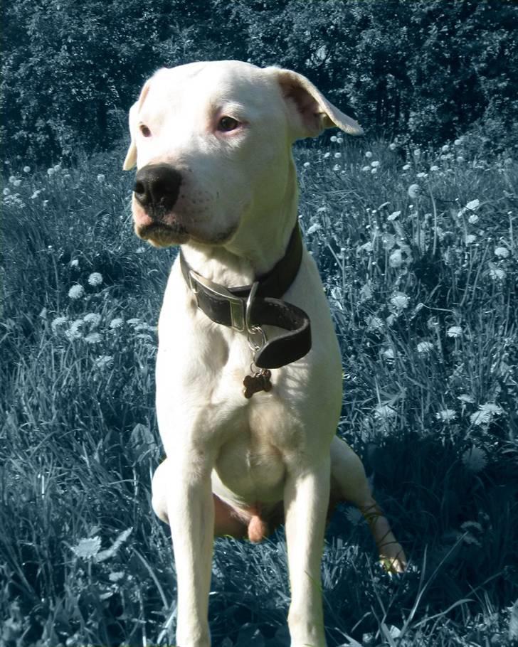 Billedleg og tegninger :) - Vores dejlige hund Checco, her har jeg ændret baggrundsfarven. billede 20