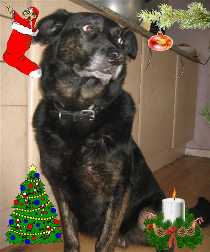 Billedleg og tegninger :) - Julebillede af vores anden hund Fie. billede 21