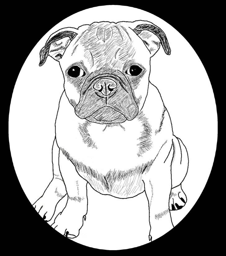 Billedleg og tegninger :) - En tegning af nogen af vores venners mops.. Denne tegning har jeg også haft tegnet med blyant på et a2 papir, den har de rammet ind, og hængt op :) billede 23