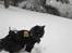 Mine katte og sne - Samson.