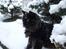 Mine katte og sne - Samson.