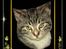 Tegninger af dyr