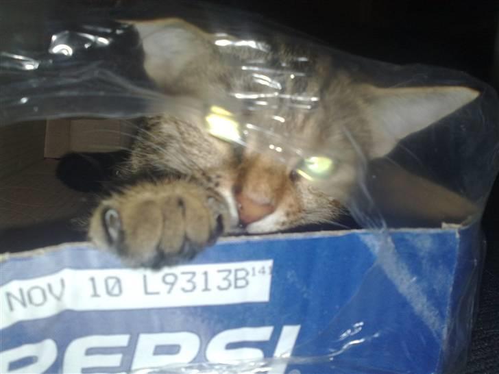 I pepsi kasse billede 4