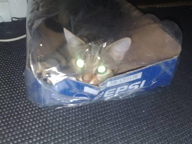 I pepsi kasse billede 5