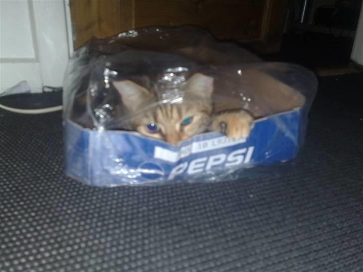 I pepsi kasse billede 10