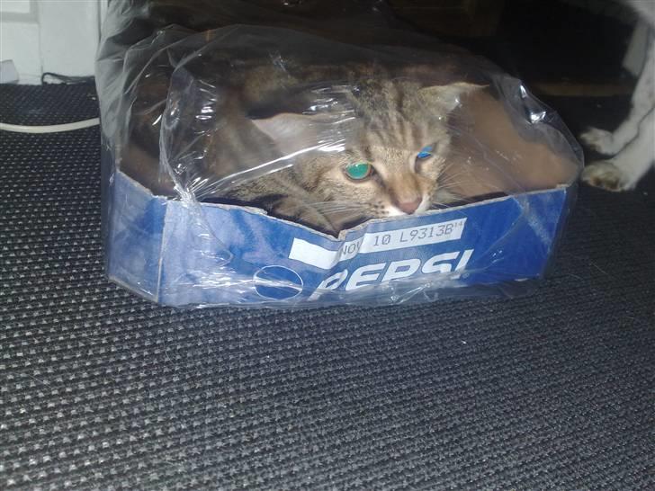 I pepsi kasse billede 12