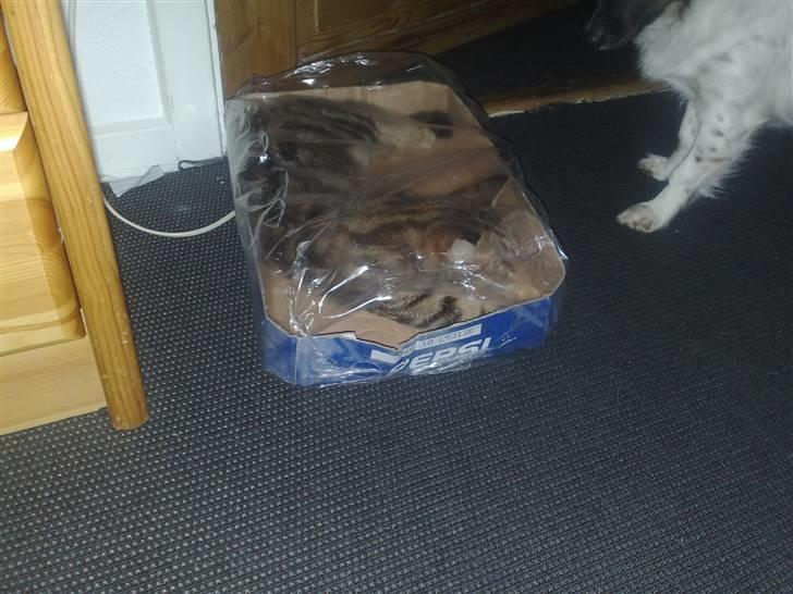 I pepsi kasse billede 13