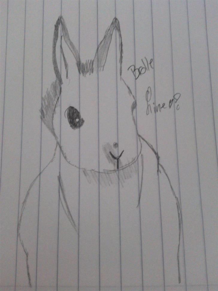 Tegninger. - Min kanin Bølle *Aflivet d. 18/09 2009* billede 1