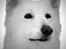 Tegninger af dyr