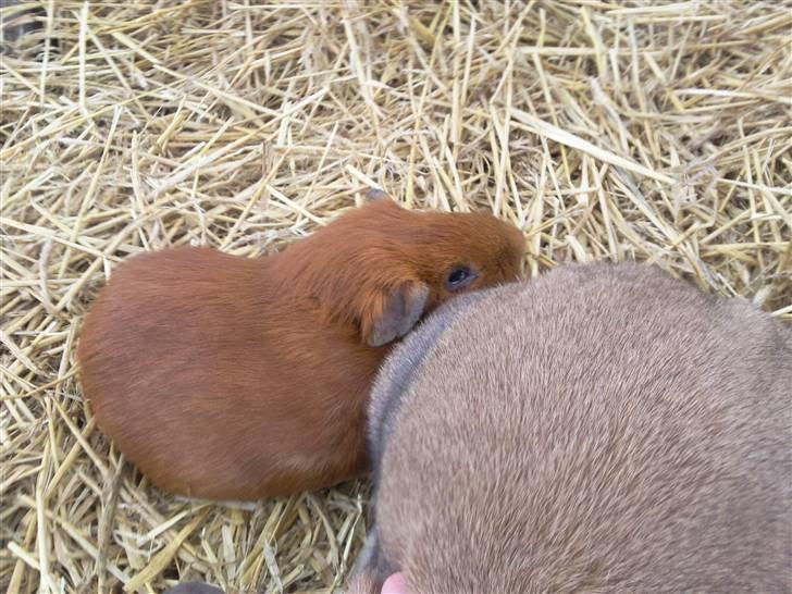 Mit marsvin og min kanin :) - Hej max billede 4